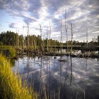 Why the World Celebrates Wetlands on Feb. 2